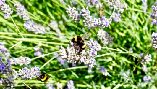 Plant Bee English Lavender Lavender photo