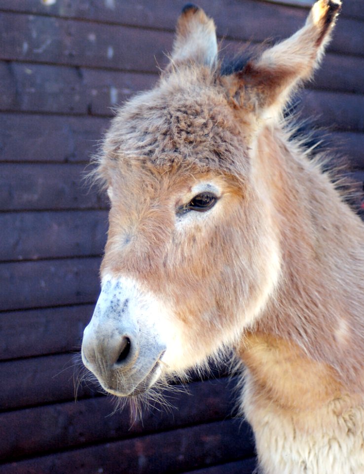 Donkey Fauna Horse Like Mammal Snout
