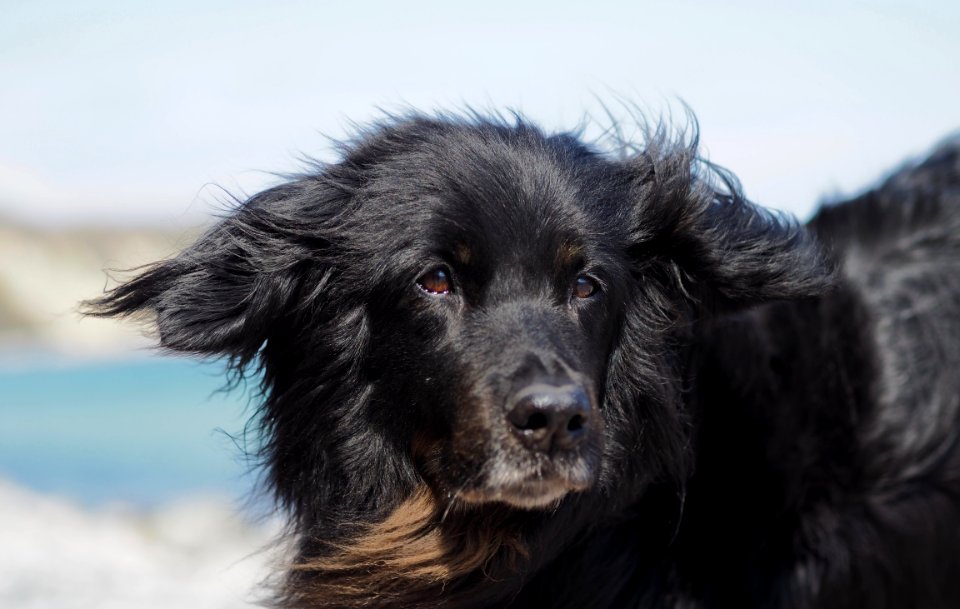 Dog Dog Like Mammal Dog Breed Dog Breed Group