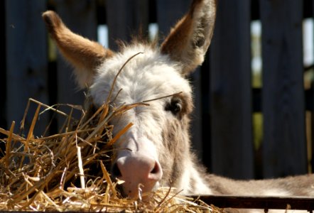Donkey Fauna Horse Like Mammal Snout