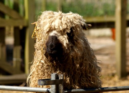 Snout Pumi