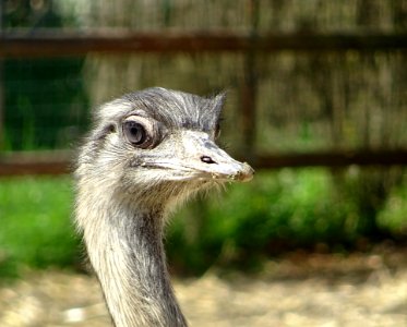 Ostrich Fauna Beak Ratite