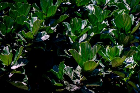 Closeup Photo Of Green Leaf Plant