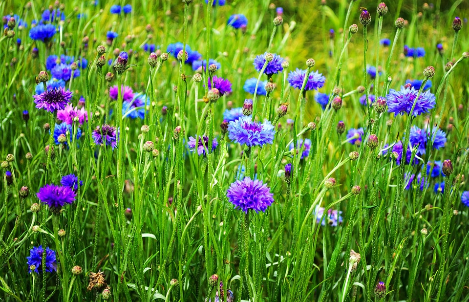 Bud cornflower descriptive