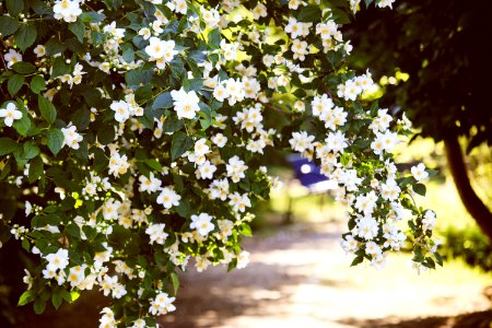 Selective Focus Photo Of White Petaled Flowers photo