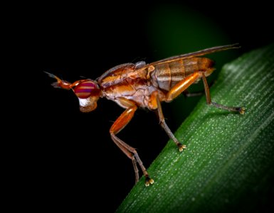 Brown Insect On Green Plant
