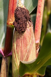 Cereals food autumn