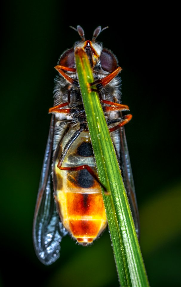 Wasp Perched On Green Leaf
