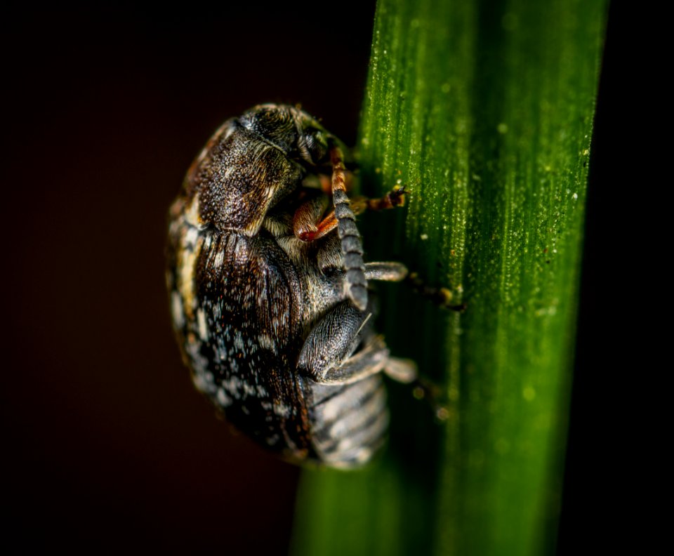 Selective Focus Photography Of Black Beetle