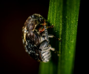 Selective Focus Photography Of Black Beetle