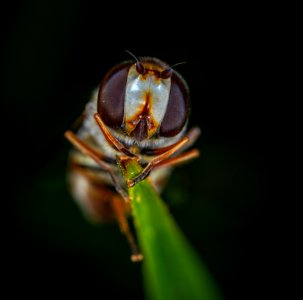 Fly On Leaf In Macro Photography