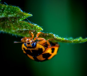 Macro Photography Of Brown Insect