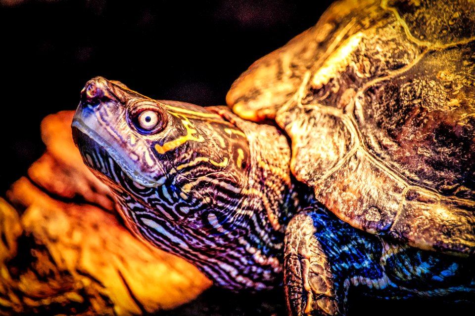 Closeup Photo Of Turtle