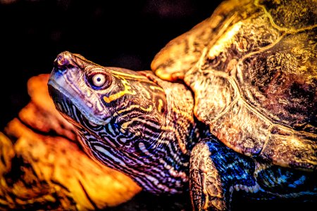 Closeup Photo Of Turtle photo