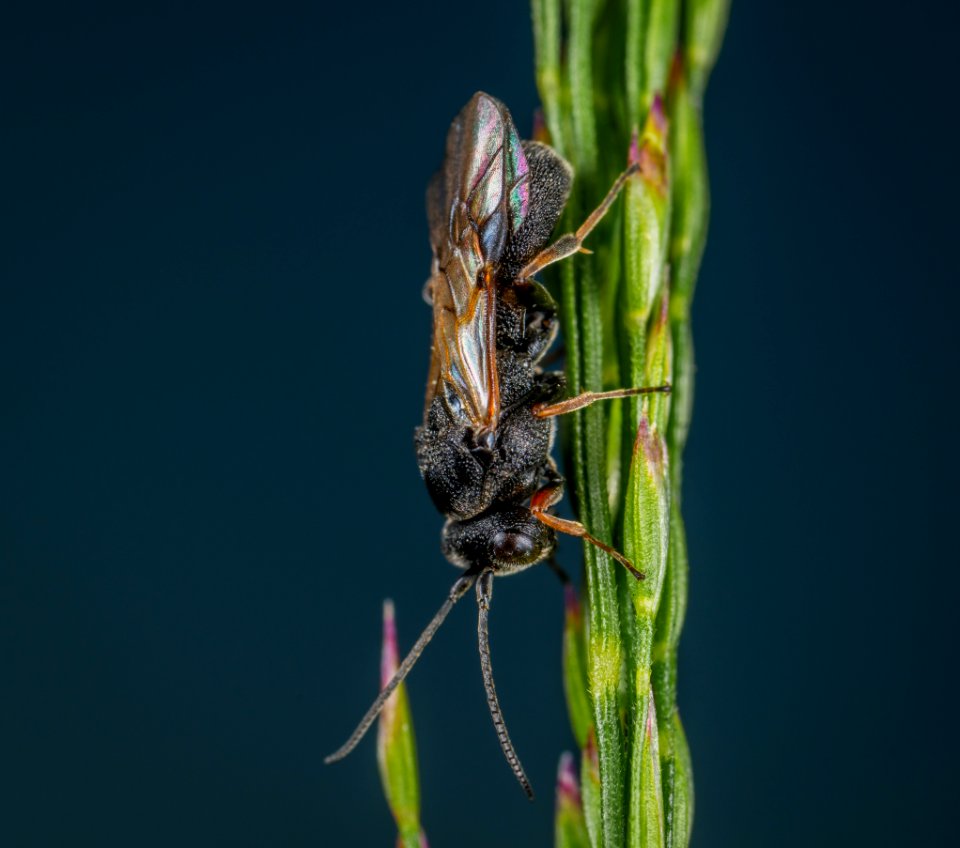 Insect On Green Plant