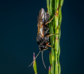 Insect On Green Plant