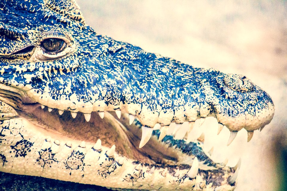 Macro Photography Of Black Crocodile