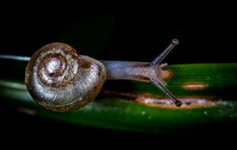 Gray Snail photo