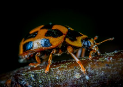 Brown And Black Bug