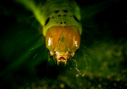 Caterpillar Close-up Photography photo