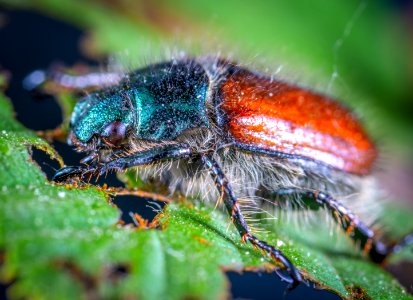 Close-up Photo Of Insect