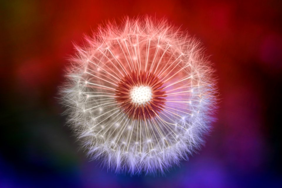 Close-up Photography Of Dandelion