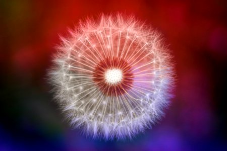 Close-up Photography Of Dandelion photo