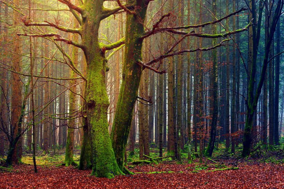 Forest Trees At Daytime