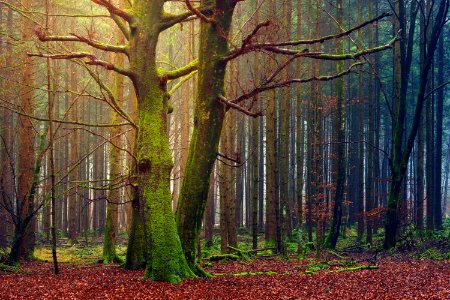 Forest Trees At Daytime photo