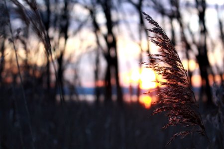 Selective Focus Photography Of Grass During Sunset photo