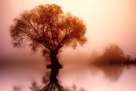 Silhouette Photo Of Tree photo