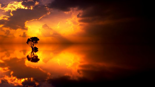 Silhouette Of A Tree During Sunset photo