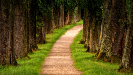Pathway In Between Trees photo