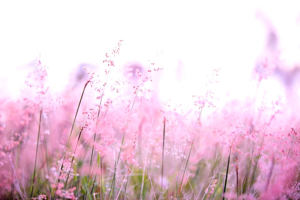 Pink Flowers Photography