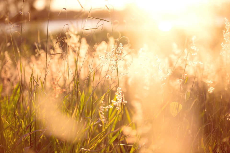 Shallow Focus Photo Of Green Plants