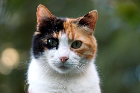 Close Up Photo Of Caleco Cat photo