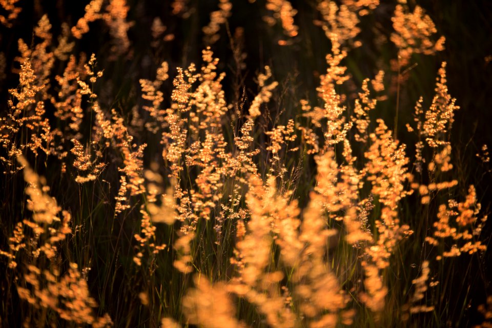Brown Grass In Selective Color Photography