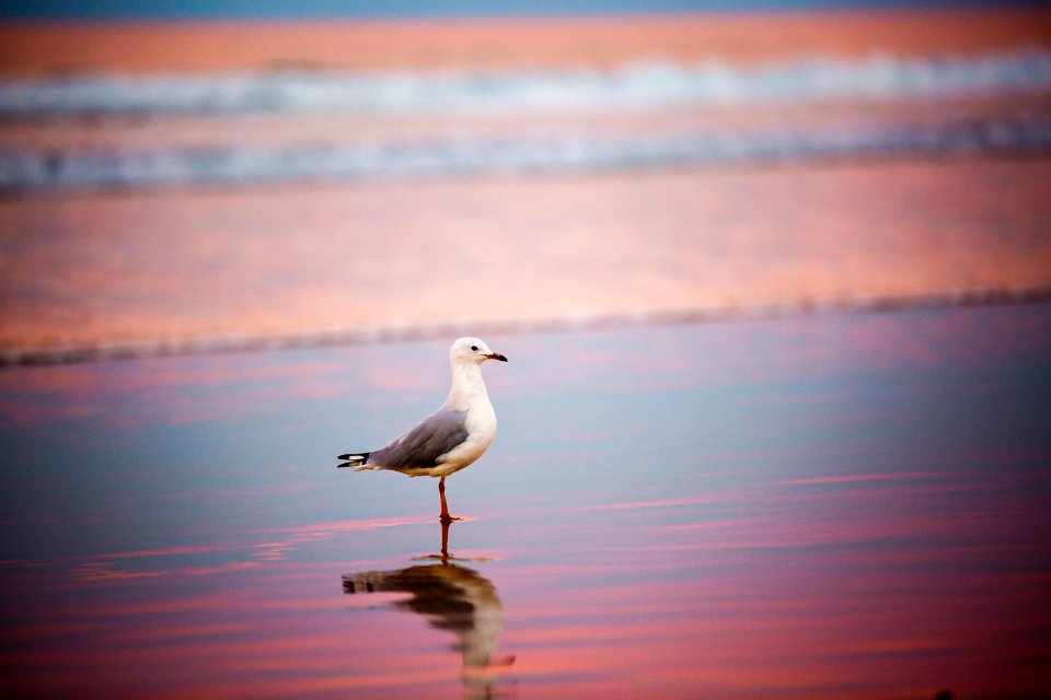 Selective Focus Photography Of Ring-billed Gull On Shore