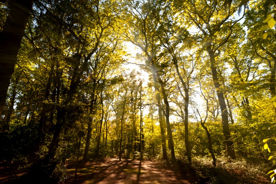 Woodland Nature Forest Ecosystem