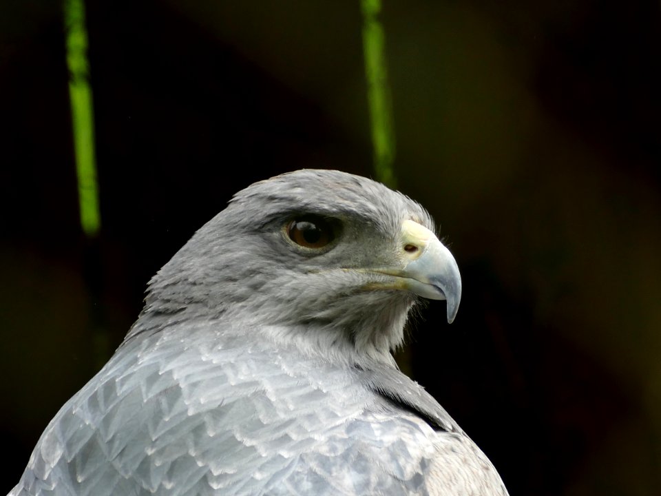 Bird Beak Bird Of Prey Fauna