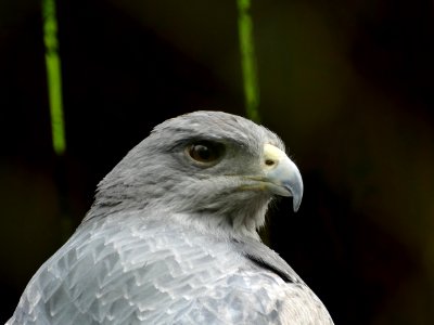 Bird Beak Bird Of Prey Fauna photo