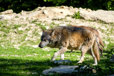 Fauna Wildlife Wolf Grass photo