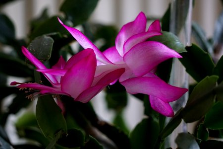 Plant Flower Flora Pink