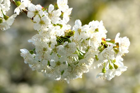 White Blossom Spring Flower