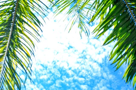 Blue Sky Tree Branch