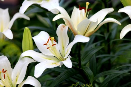 Flower Plant Lily White