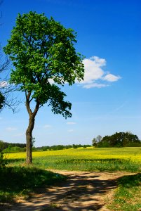Sky Grassland Tree Field