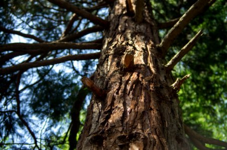 Tree Trunk Branch Old Growth Forest