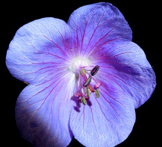 Flower Purple Violet Flora photo