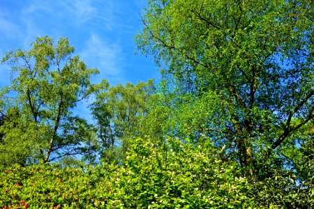 Tree Sky Vegetation Nature